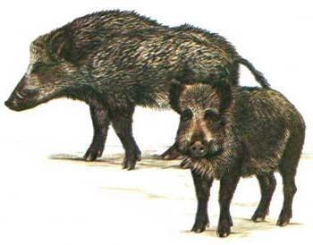 SAGRA DEL CINGHIALE a Maciano di Pennabilli